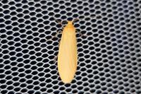 Wittia sororcula