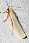Eilema caniola