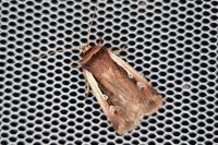 Ochropleura plecta
