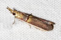 Etiella zinckenella