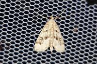 Parapoynx stratiotata