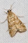 Hellula undalis