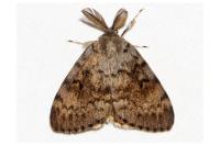 Lymantria dispar