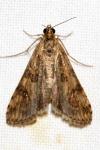 Nomophila noctuella