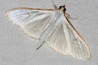 Palpita vitrealis