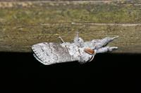 Calliteara pudibunda