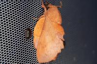 Gastropacha quercifolia