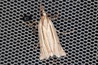 Ancylolomia