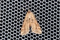 Cataclysta lemnata
