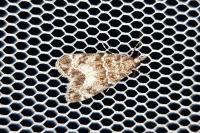 Eudonia mercurella