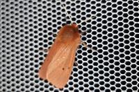 Phragmatobia fuliginosa