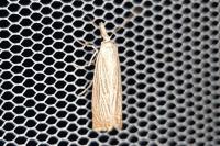 Chrysoteuchia culmella