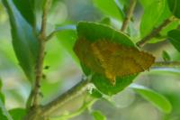 Camptogramma bilineata