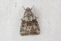 Cryphia algae