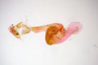 Cryphia algae