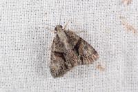 Cryphia ochsi