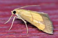 Evergestis limbata