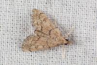 Metasia cuencalis bourgognei