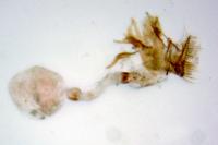 Metasia cuencalis bourgognei