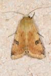 Heliothis peltigera