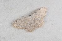 Scopula submutata roseonitens