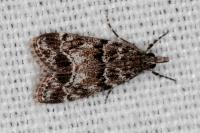 Eudonia mercurella