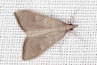 Mecyna asinalis
