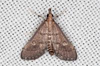 Metasia corsicalis