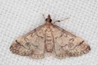 Metasia cuencalis bourgognei