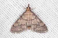 Metasia cuencalis bourgognei