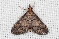 Metasia cuencalis bourgognei