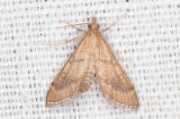 Metasia ibericalis