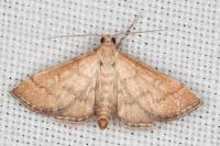 Metasia ibericalis