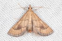 Metasia ibericalis