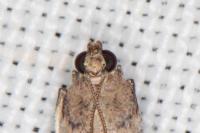 Acrobasis fallouella
