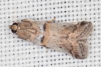 Acrobasis fallouella