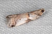Acrobasis fallouella