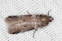 Acrobasis legatea