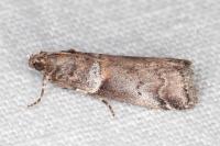 Acrobasis legatea