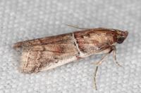 Alophia combustella