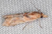 Ancylosis cinnamomella