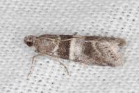Elegia atrifasciella