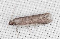 Ephestia disparella