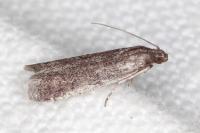 Ephestia disparella