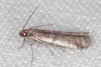 Ephestia disparella