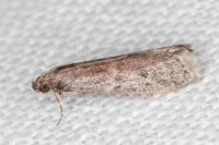 Ephestia woodiella/parasitella/elutella