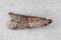 Ephestia woodiella/parasitella/elutella