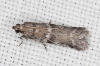 Ephestia welseriella