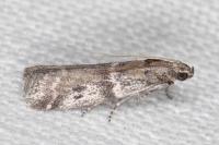 Ephestia welseriella