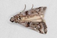 Pempelia palumbella